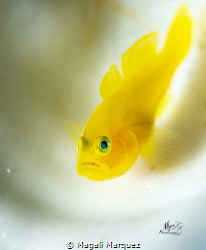 Yellow Gobyfish by Magali Marquez 